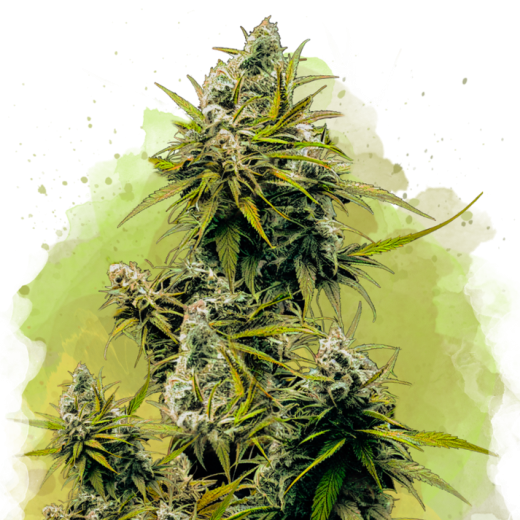 Lemon OG Haze Auto - 3 Samen