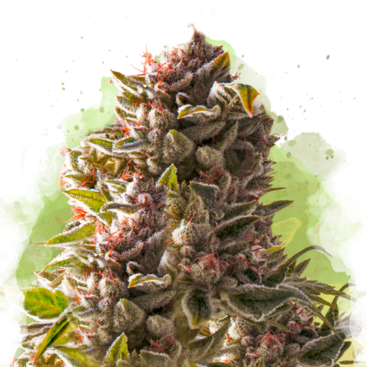 Aurora Indica Auto - 3 Samen