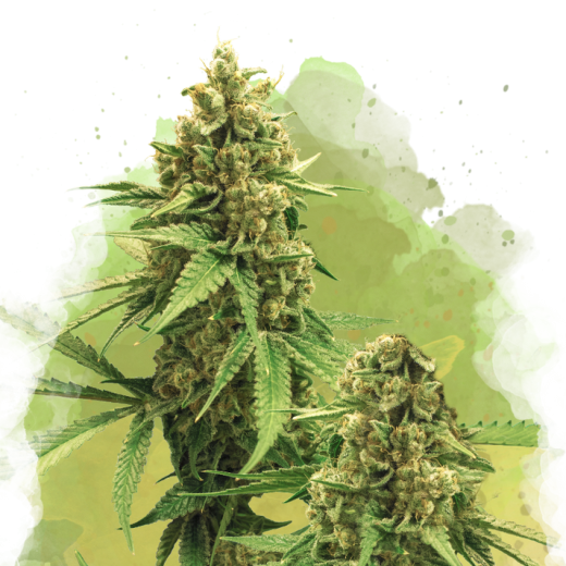 Big Bud Auto - 3 Samen