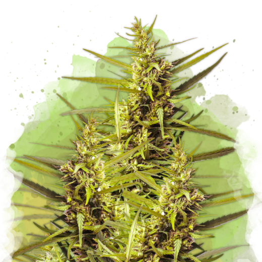 Blueberry Kush Auto - 3 Samen