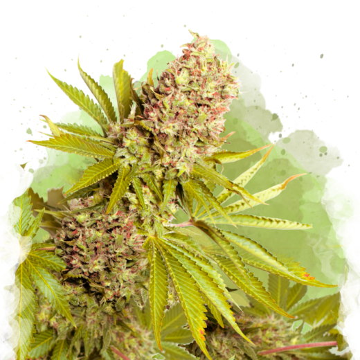 AK-48 Auto - 3 Samen