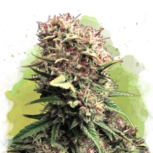 OG Kush Auto - 3 Samen