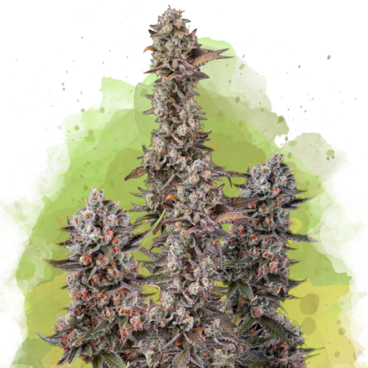 Blue Mystic Auto - 3 Samen