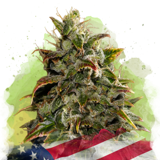 Gelato Auto - 3 Samen