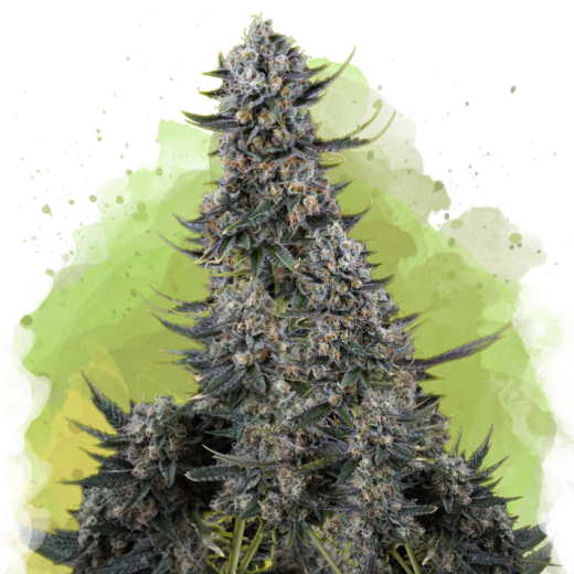 Critical Auto - 3 Samen