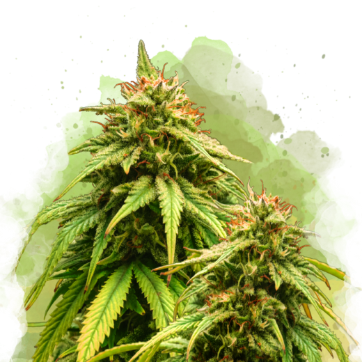 Amnesia Haze Auto - 3 Samen Amnesia Haze Auto - 3 Samen