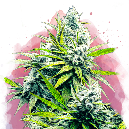 B-52 Feminisiert - 3 Samen