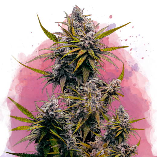 Blackjack Feminisiert - 3 Samen