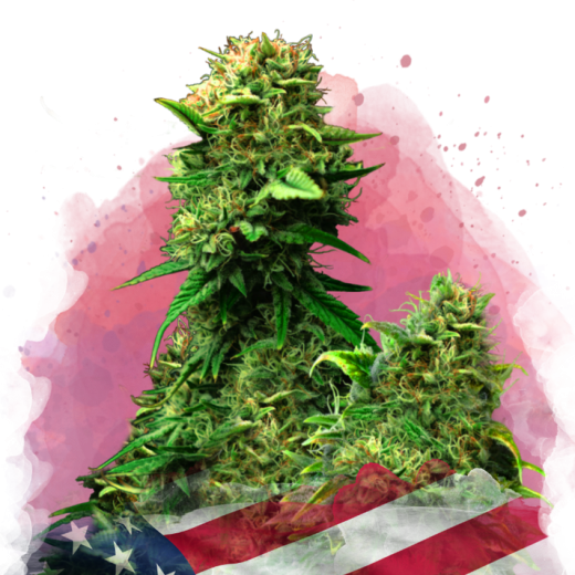 Blue Dream Feminisiert - 3 Samen