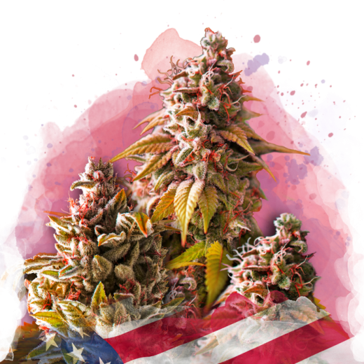 Bubble Kush Feminisiert - 3 Samen