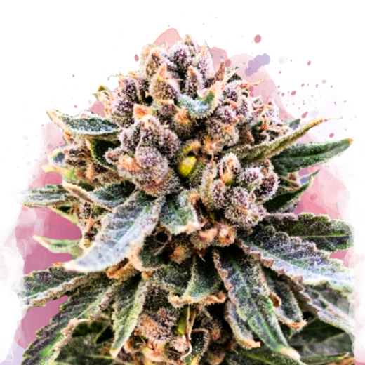 Cherry Blossom v2 CBD Feminisiert - 3 Samen