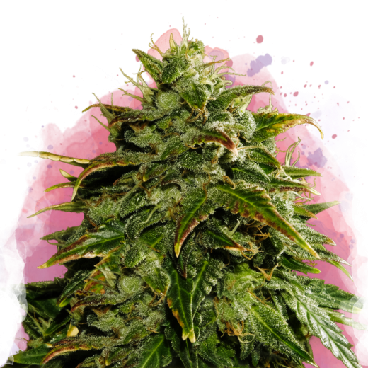 Cookies & Cream Feminisiert - 3 Samen