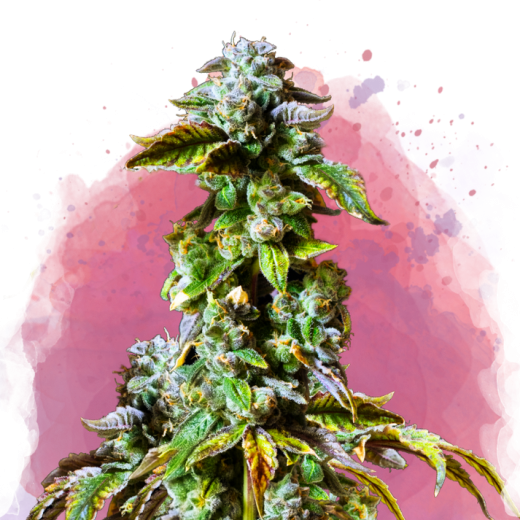 Durban Poison Feminisiert - 3 Samen