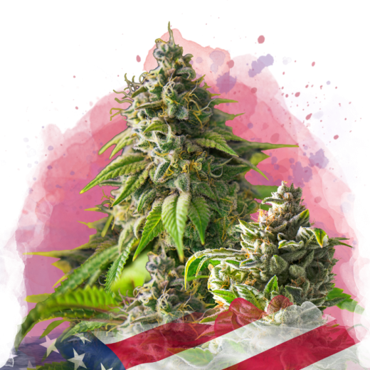 Girl Scout Cookies Feminisiert - 3 Samen