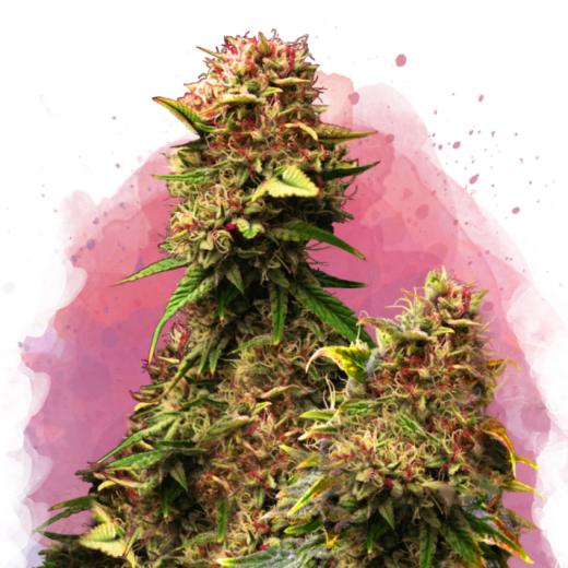 Granddaddy Purple Feminisiert - 3 Samen Granddaddy Purple Feminisiert - 3 Samen