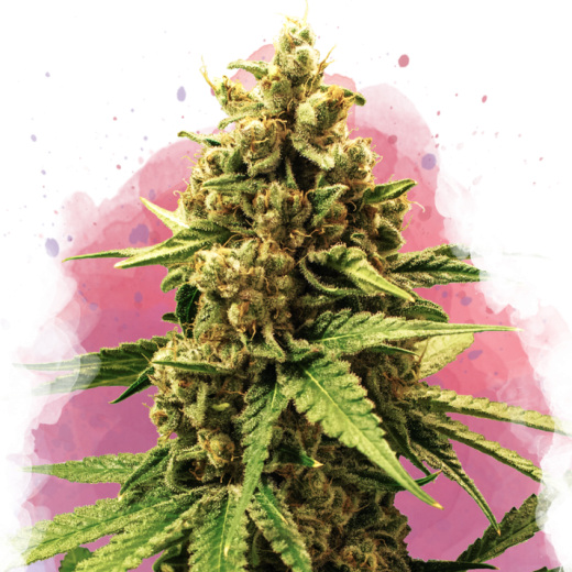 Great White Shark Feminisiert - 3 Samen