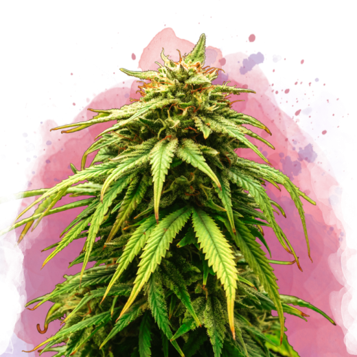 Green Crack Feminisiert - 3 Samen Green Crack Feminisiert - 3 Samen