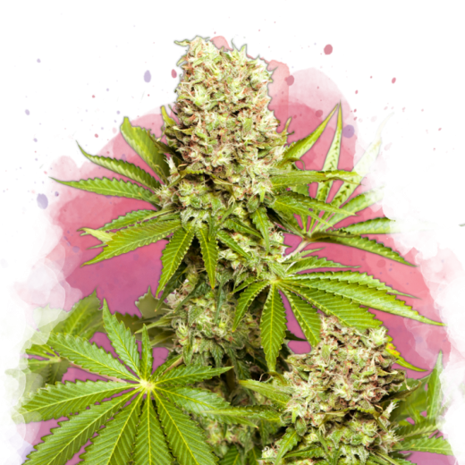 Hawaii Maui Waui Feminisiert - 3 Samen