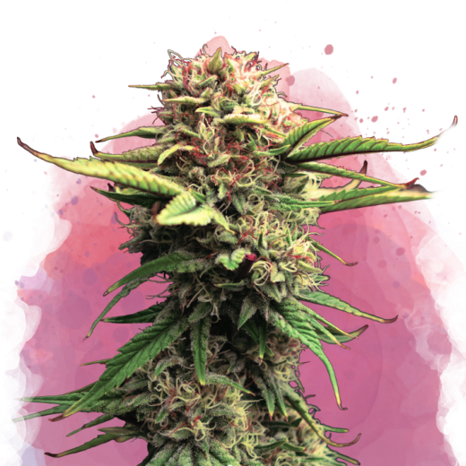 Jock Horror Feminisiert - 3 Samen