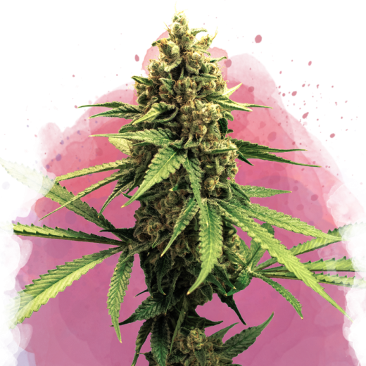 Lemon OG Haze Feminisiert - 3 Samen