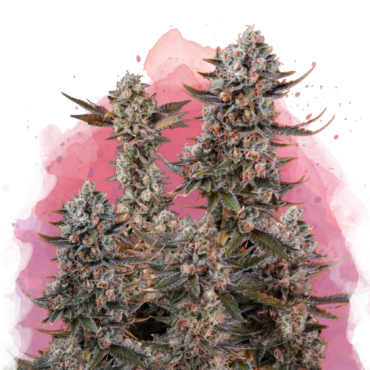 Lithium OG Kush Feminisiert - 3 Samen