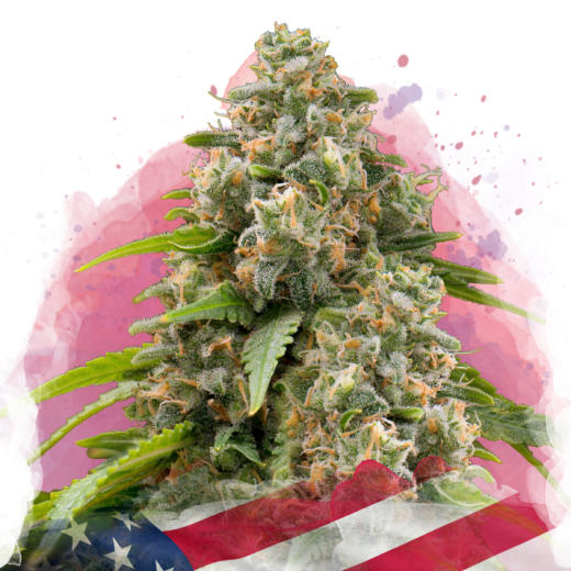 Matanuska Feminisiert - 3 Samen