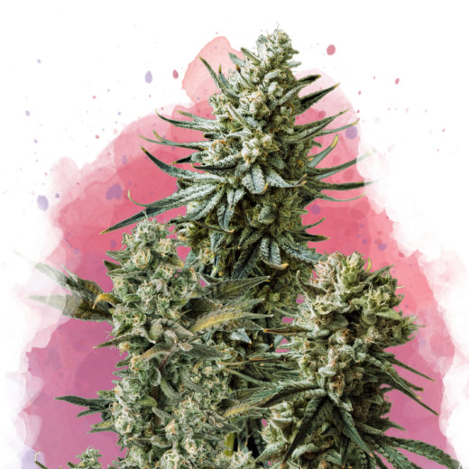 Misty Kush Feminisiert - 3 Samen