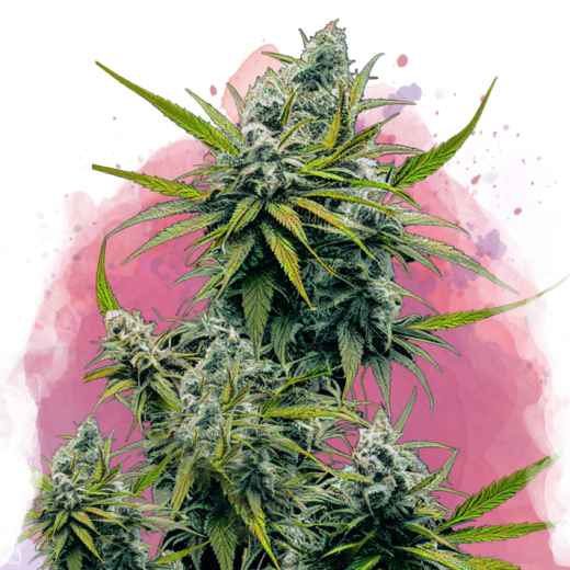 Nicole Kush Feminisiert - 3 Samen