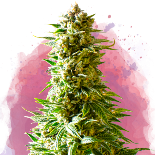 Northern Light Feminisiert - 3 Samen