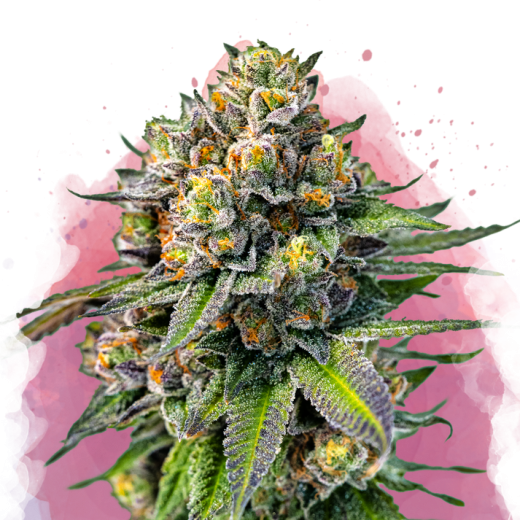 OG Kush Feminisiert - 3 Samen