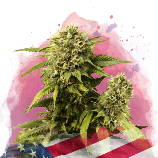 Original Glue Feminisiert - 3 Samen