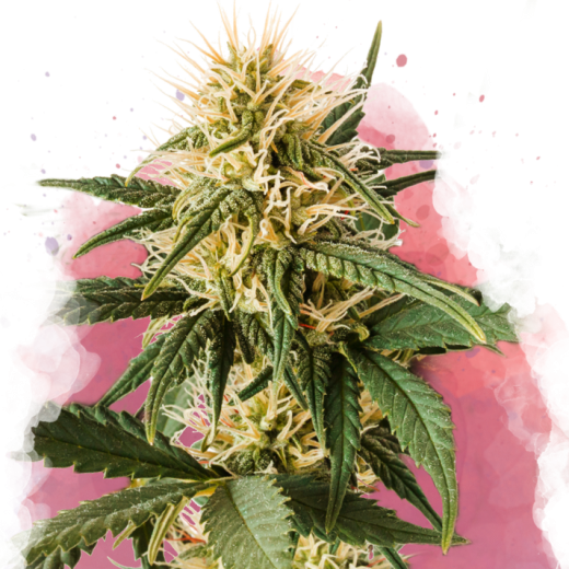 Pure Power Plant Feminisiert - 3 Samen