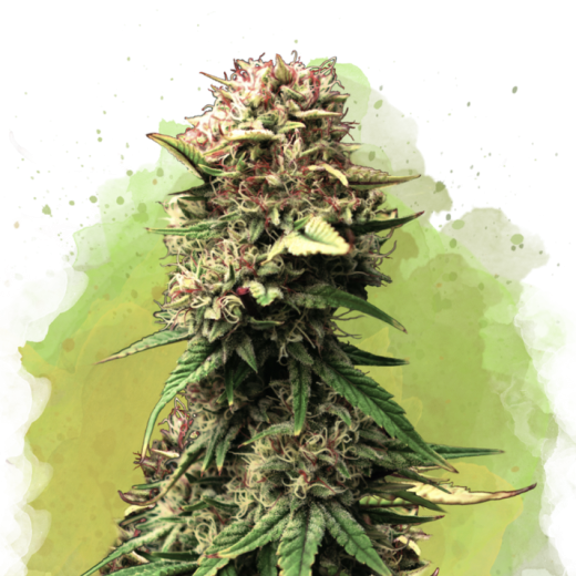 Jock Horror Auto - 3 Samen