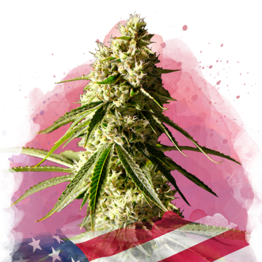 Runtz Feminisiert - 3 Samen