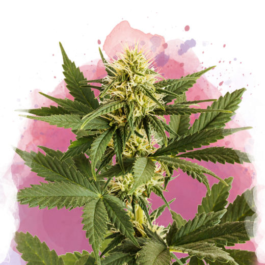 Shiskaberry Feminisiert - 3 Samen