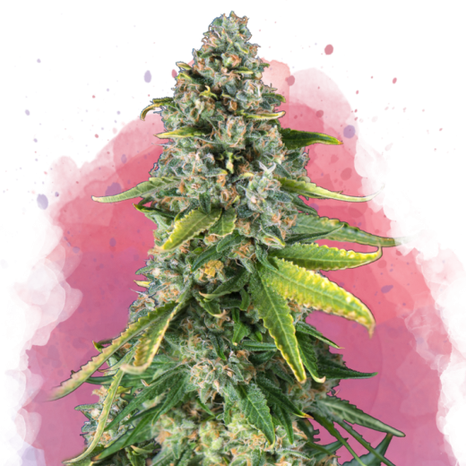 Skunk #1 Feminisiert - 3 Samen