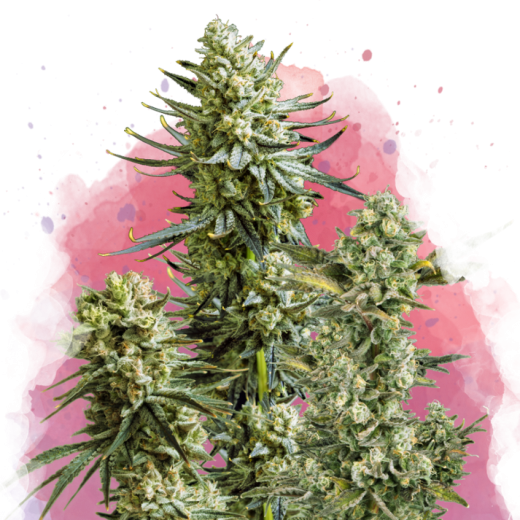 Skywalker OG Feminisiert - 3 Samen