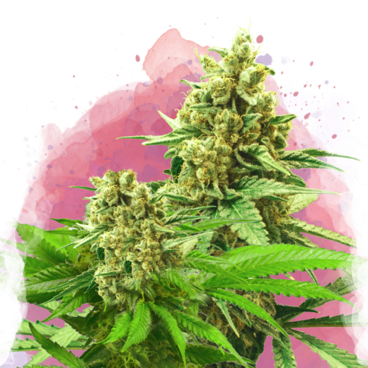 Somango XXL Feminisiert - 3 Samen