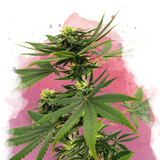 Sour Diesel Feminisiert - 3 Samen