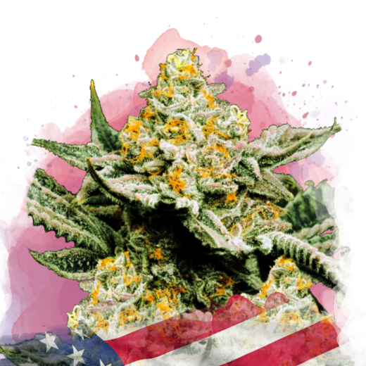 Sunset Sherbet Feminisiert - 3 Samen Sunset Sherbet Feminisiert - 3 Samen