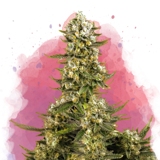 Super Silver Haze Feminisiert - 3 Samen