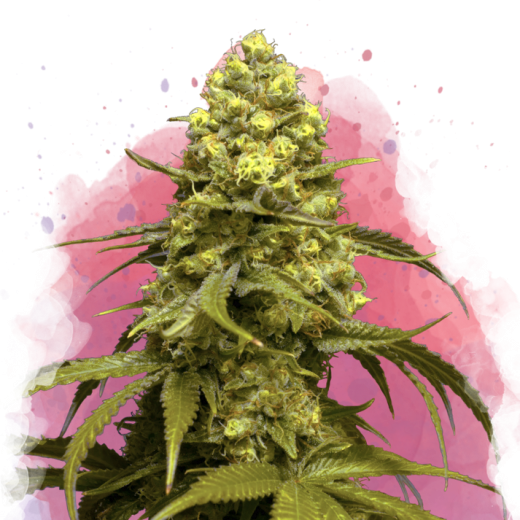 Sweet Tooth Feminisiert - 3 Samen