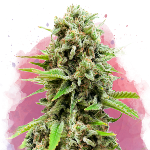 Swiss Cheese Feminisiert - 3 Samen