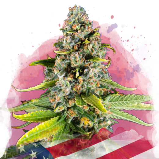 White Fire OG Feminisiert - 3 Samen