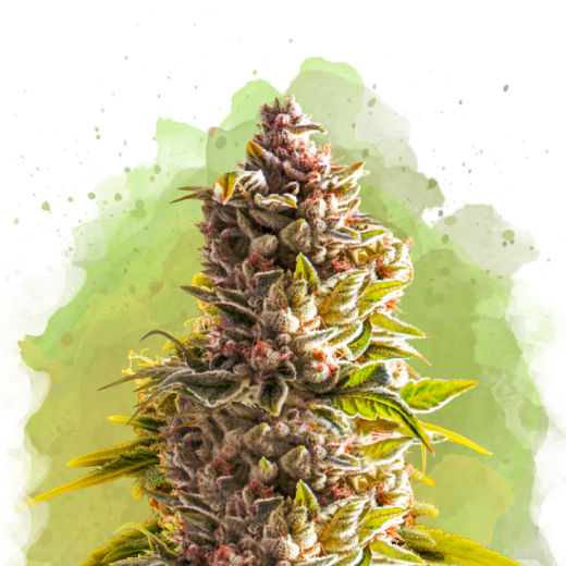 Northern Light Auto - 3 Samen