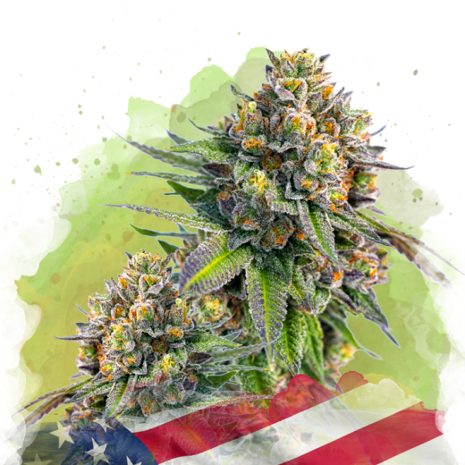 Zkittlez Autoflower - 3 Samen