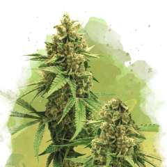 Big Bud Auto - 3 Samen