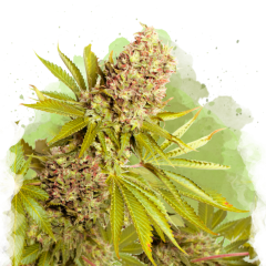 AK-48 Auto - 3 Samen