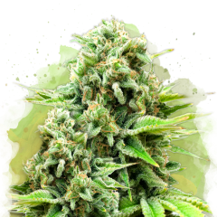 White Widow Auto - 3 Samen