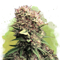 OG Kush Auto - 3 Samen